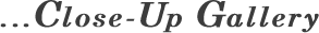 ...Close-Up Gallery